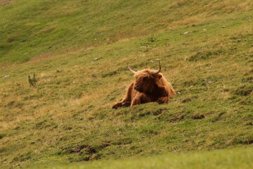 Fototapeta premium brown bear in the meadow