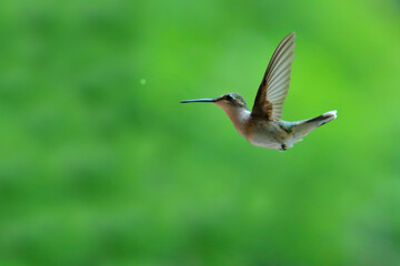 Ruby-Throated Hummingbird