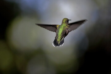 Fototapeta premium Koliberek rubinobrody