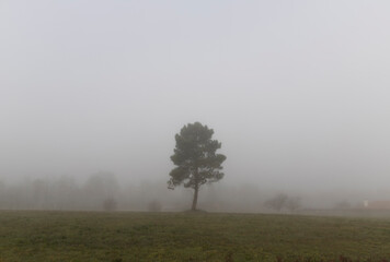 Fototapeta na wymiar Lonely tree in a field on a foggy morning