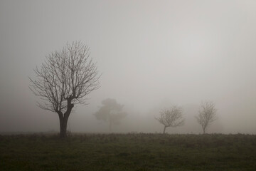 Fototapeta premium Leafless tree on a foggy morning in the countryside