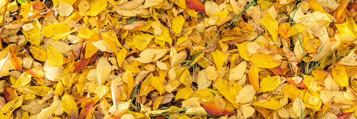 Yellow and Orange Autumn Leaves Background. Colorful fall season leaves lying on the ground.