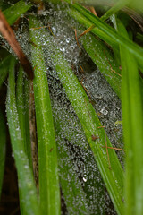 Spider web in the September rain in Quebec, Canada