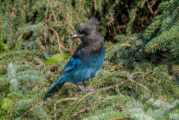 Steller’s Jay (Cyanocitta stelleri) in coniferous forest, Anchorage, Alaska, USA