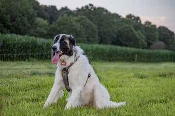 Anatolian livestock guardian dog puppy