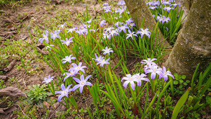 Closeup Photo Of Blooming Blue Scilla Luciliae Flowers. First Spring Bulbous Plants. Selective Focus.