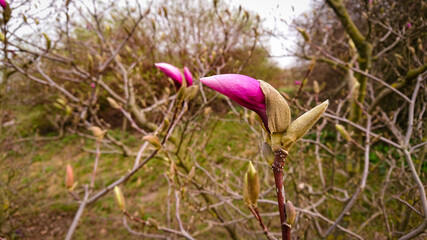 Flower And Buds Of The Magnolia Grandiflora, The Southern Magnolia Or Bull Bay, Tree Of The Family...