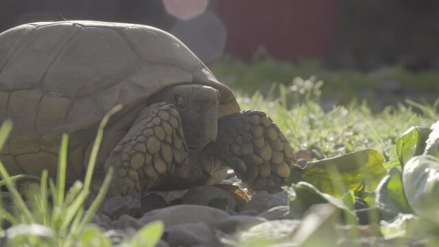 close up of turtle walking through lettuce