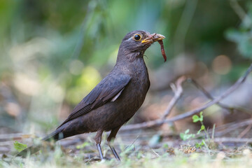 Turdus merula catching earthworms on the ground