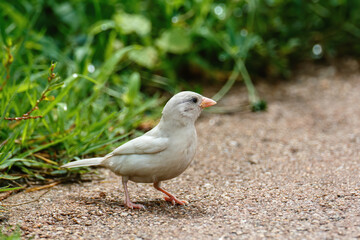 A rare mutant white sparrow on the ground