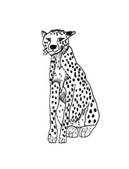 Ghepardo, illustrazione isolata su sfondo bianco