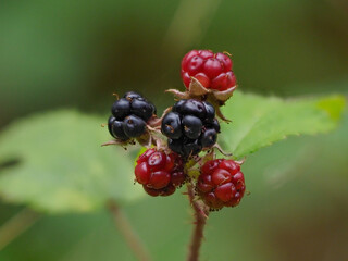 Brombeeren