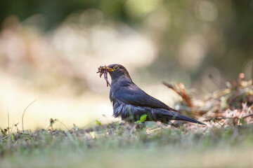 Turdus merula catching earthworms on the ground