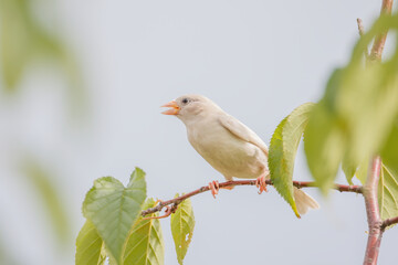 A rare mutant white sparrow sitting on a tree