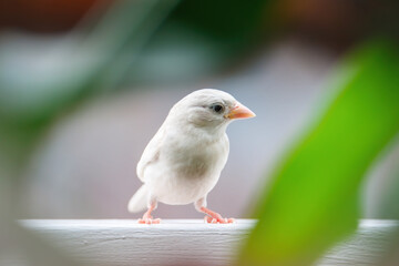 A rare mutant white sparrow sitting on a wooden deck