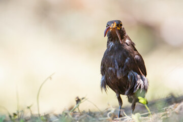 Turdus merula catching earthworms on the ground