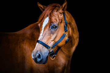 Beautiful chestnut horse