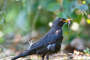 Turdus merula catching earthworms on the ground