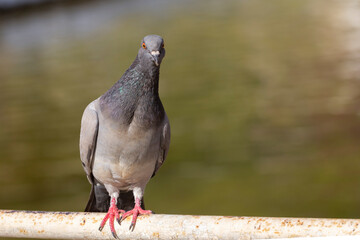 ave, natureza, animais, fauna, alvéola, inóspito, bico, relva, negro, branco, verde, pena, ala, pequeno, alba, pardal, braun, cinza, primavera, pega