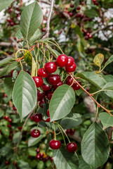 Sour Cherry (Prunus cerasus) in orchard