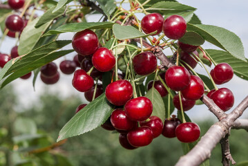 Sour Cherry (Prunus cerasus) in orchard