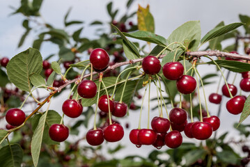 Sour Cherry (Prunus cerasus) in orchard