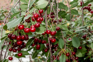 Sour Cherry (Prunus cerasus) in orchard