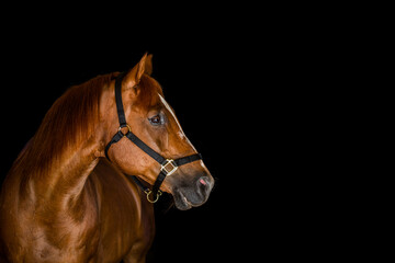 Beautiful chestnut horse