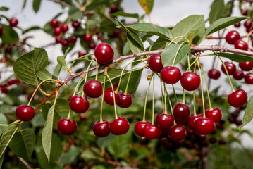 Sour Cherry (Prunus cerasus) in orchard