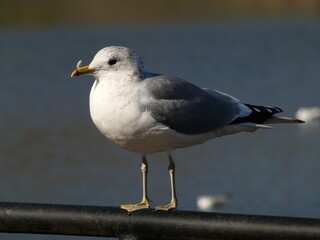 European herring gull (Larus argentatus) perched on black railing, Gdansk, Poland