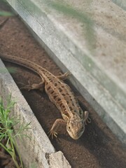 little curious lizard in the garden
