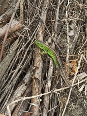 little curious lizard in the garden