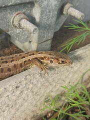 little curious lizard in the garden