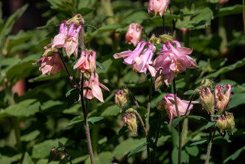 Columbine (Aquilegia hybrida) in garden