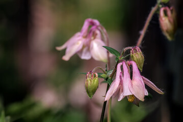 Columbine (Aquilegia hybrida) in garden