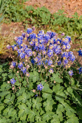 Columbine (Aquilegia hybrida) in garden