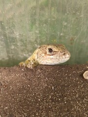 little curious lizard in the garden