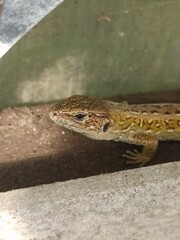 little curious lizard in the garden