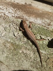 little curious lizard in the garden