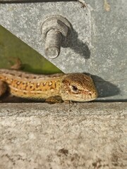 little curious lizard in the garden