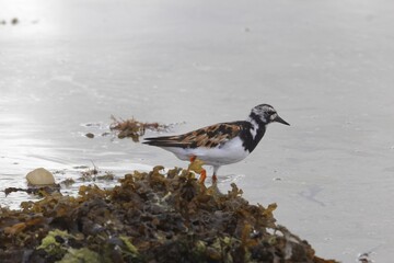 Ruddy turnstone, Arenaria interpres