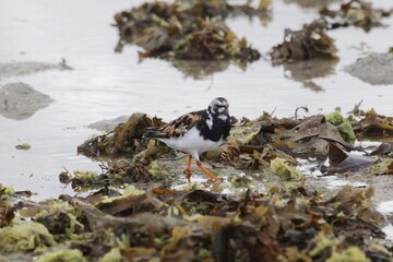 Ruddy turnstone, Arenaria interpres