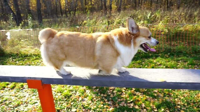 Welsh Corgi dog Pembroke runs up the steps