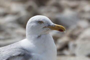 Head of a herring gull, Larus argentatus