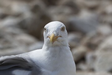 Head of a herring gull, Larus argentatus