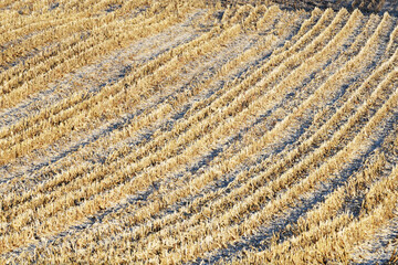 Snow in Corn Stubble Field