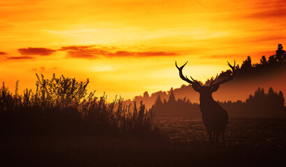 Fototapeta na wymiar deer at sunset