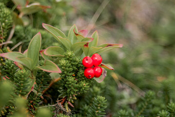Fototapeta premium Swedish Dwarf Cornel (Chamaepericlymenum suecicum) at Chowiet Island, Semidi Islands, Alaska, USA
