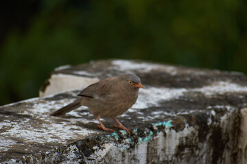 Jungle babbler (Turdoides striata) common bird in india.