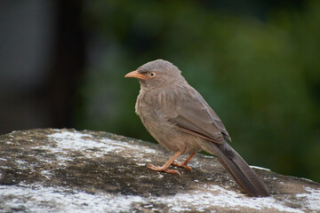 Jungle babbler (Turdoides striata) common bird in india.